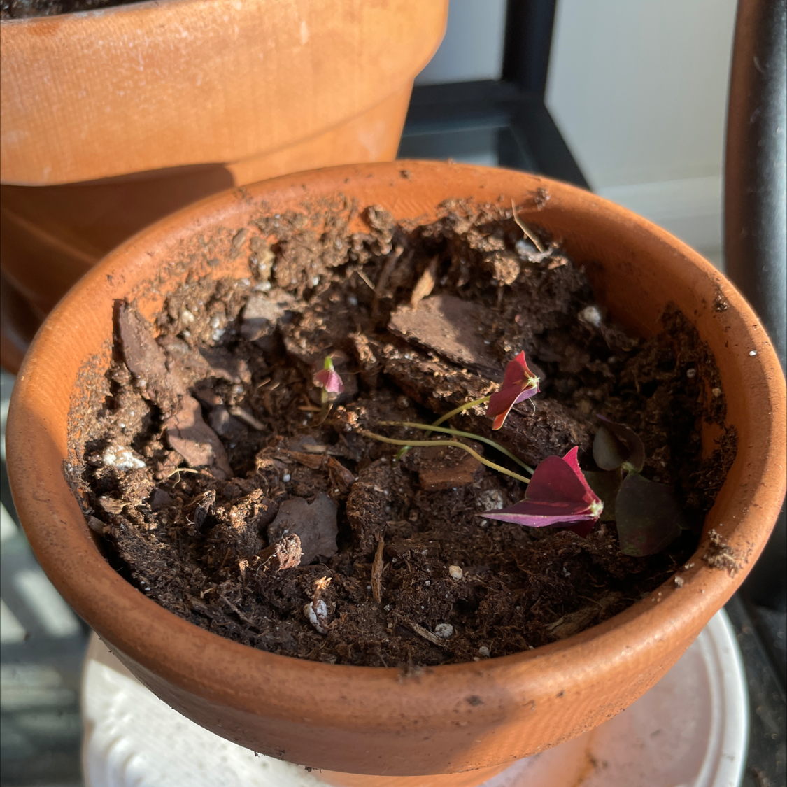 Purple Shamrock plant in terracotta pot showing signs of wilting, with dry soil and a hand gently touching a leaf.