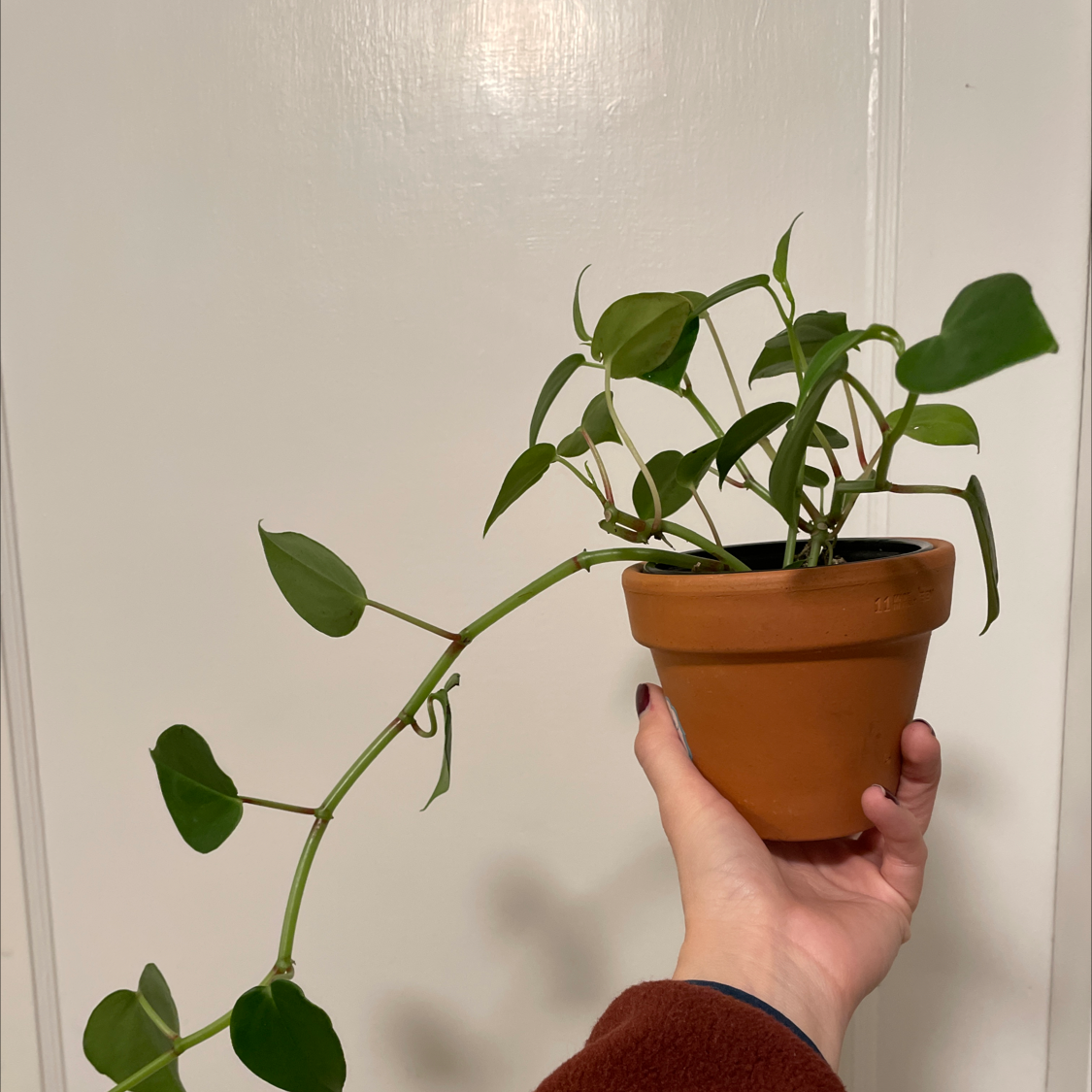 Hand holding small potted vining peperomia plant with round green leaves, in good health and well-framed.