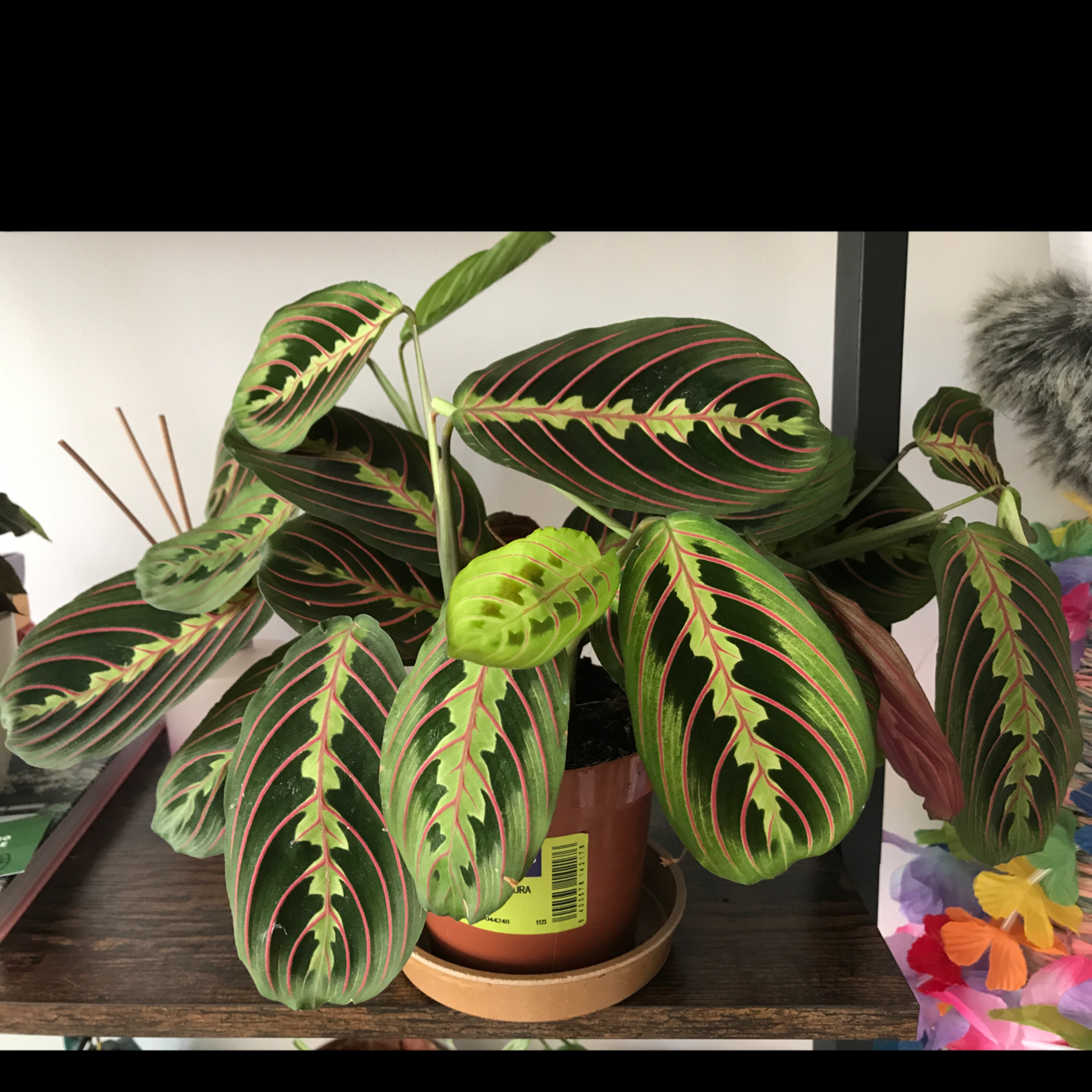 Green Prayer Plant plant photo by Plant named Red vain on Greg, the plant care app.