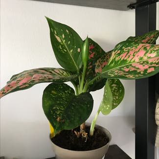 Aglaonema 'Pink Beauty' plant in London, England