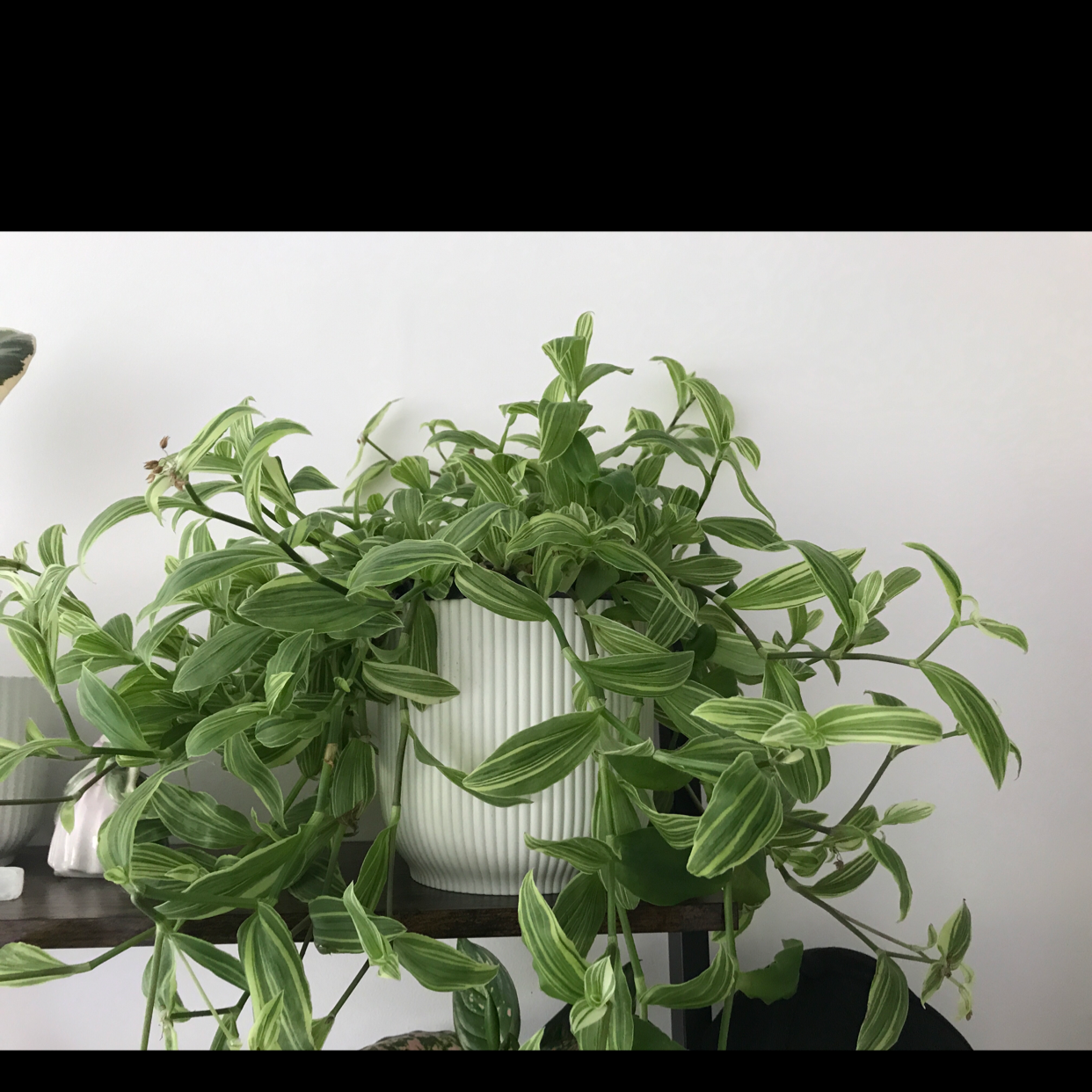 Tradescantia Nanouk plant photo by Plant named Tradescantia on Greg, the plant care app.