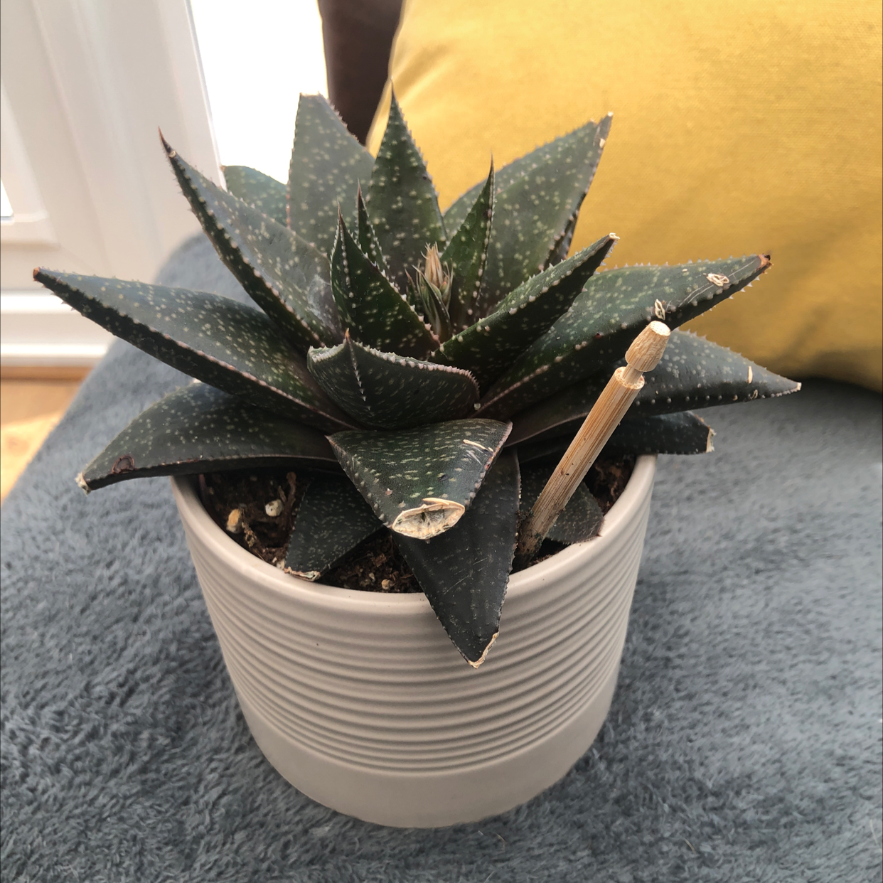 Photo of the plant species Aloe Polyphylla by @lucymay004 named Ted Bundy on Greg, the plant care app
