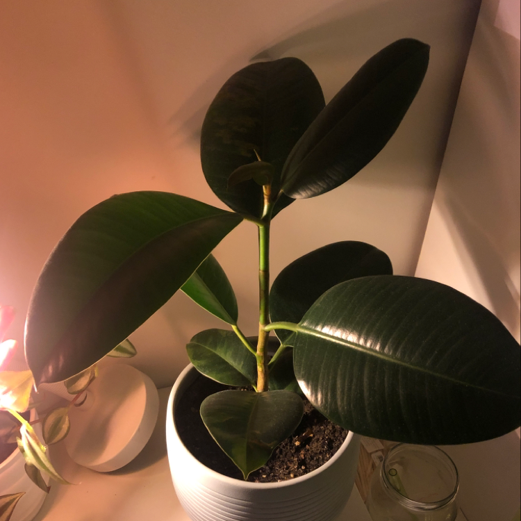 Ficus Robusta plant in a white pot with dark green, glossy leaves.