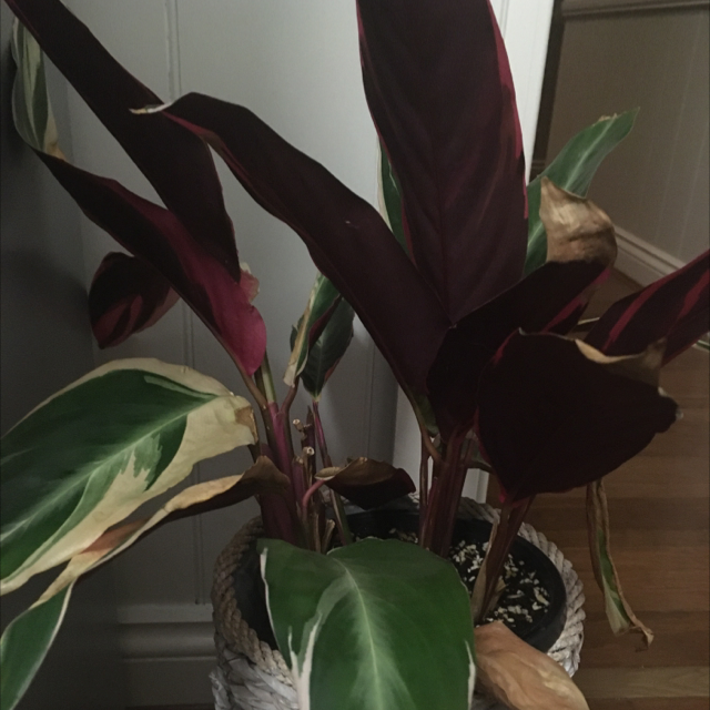 Photo of the plant species Stromanthe sanguinea 'Tricolor' by Riana named Henrietta on Greg, the plant care app