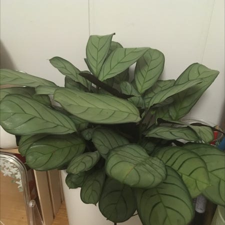 Photo of the plant species Ctenanthe amagris by Riana named Peter on Greg, the plant care app