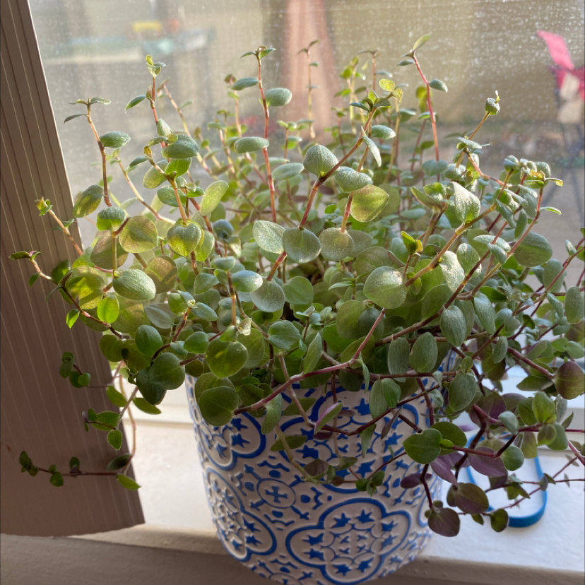 Creeping Inch Plant plant photo by Katrina named Greg on Greg, the plant care app.