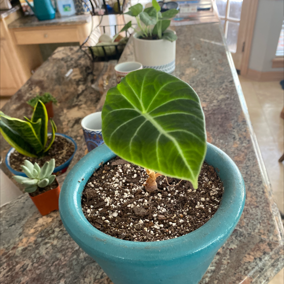 Photo of the plant species Petiolate Fig by @KatFine named Coco on Greg, the plant care app