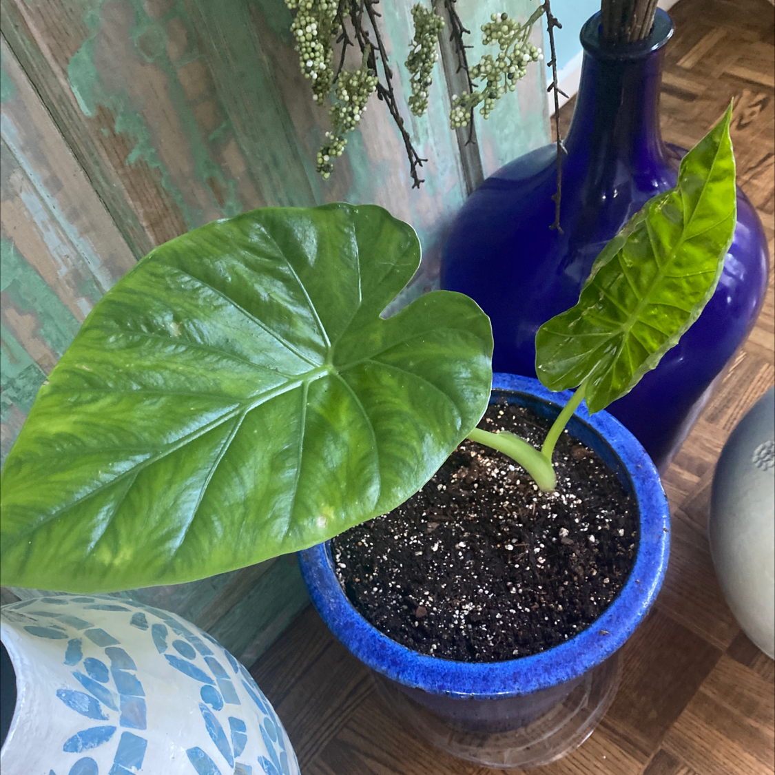 Photo of the plant species Giant Taro by @KatFine named Mando on Greg, the plant care app