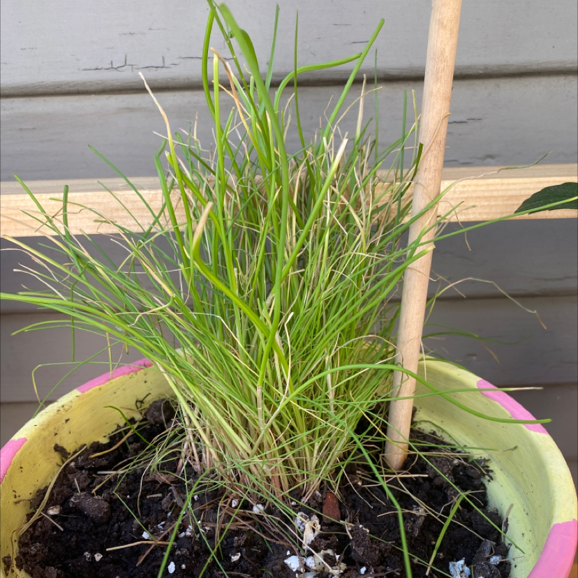 Potted Wild Chives plant with green, slender leaves and visible soil.