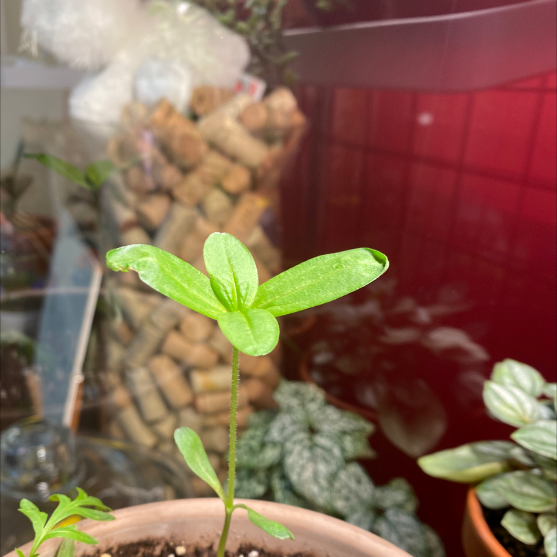 Young Common Zinnia plant in a pot with vibrant green leaves, well-framed.