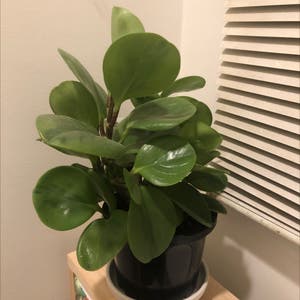 Lemon Lime Peperomia plant photo by Maddi named Freddie on Greg, the plant care app.