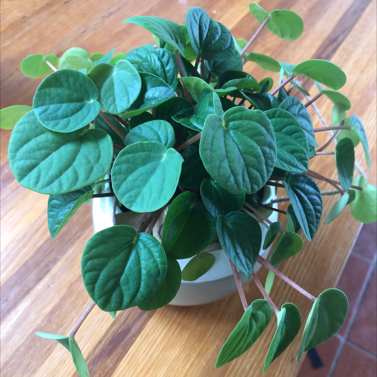 Healthy Rana Verde Peperomia plant with vibrant green leaves in a white pot.