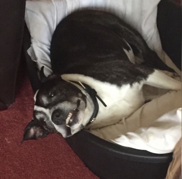 Photo of the plant species Marguerite by @zoehasamegacock named Alfie on Greg, the plant care app