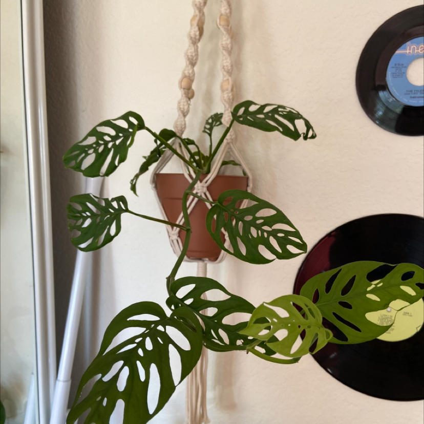 Healthy Monstera deliciosa plant with large, fenestrated leaves, hanging in a macrame hanger against a light wall with vinyl records.