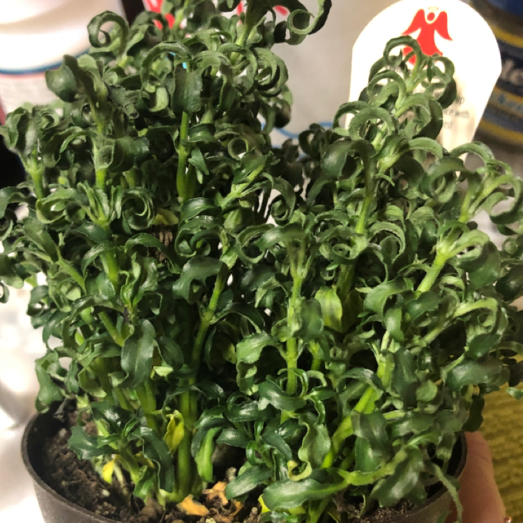 Photo of the plant species Hairy Joyweed by Samantha named Melissa on Greg, the plant care app
