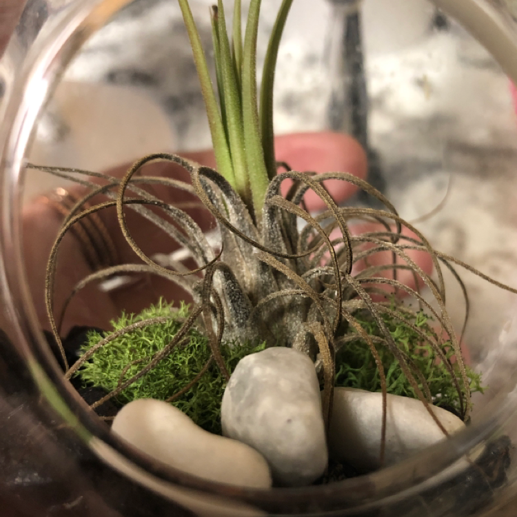 Medusa Head Air Plant plant photo by Samantha named Tinsley on Greg, the plant care app.