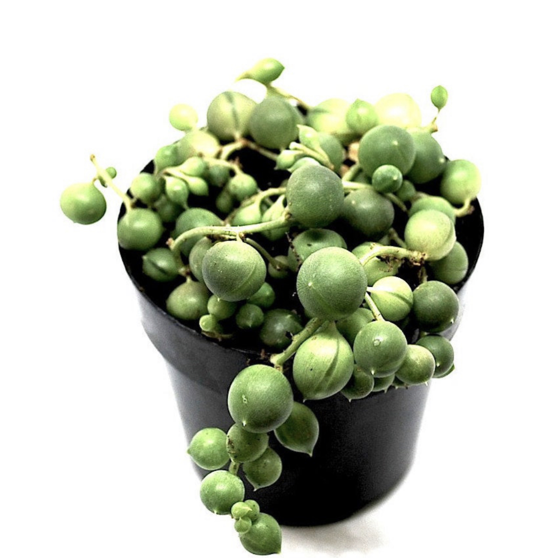 Photo of the plant species String of Pearls by @jeswig named Sally the String of Pearls on Greg, the plant care app