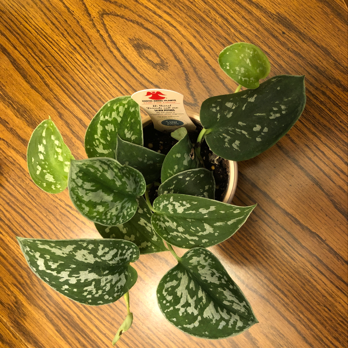 Close-up of a healthy, thriving Satin Pothos plant with glossy, variegated leaves featuring silvery splotches on dark green.