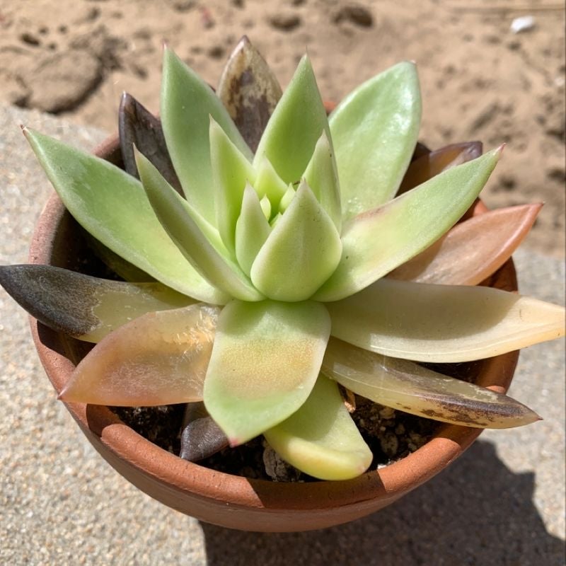 Lipstick Echeveria succulent in a terracotta pot with some browning and black spots on leaves.