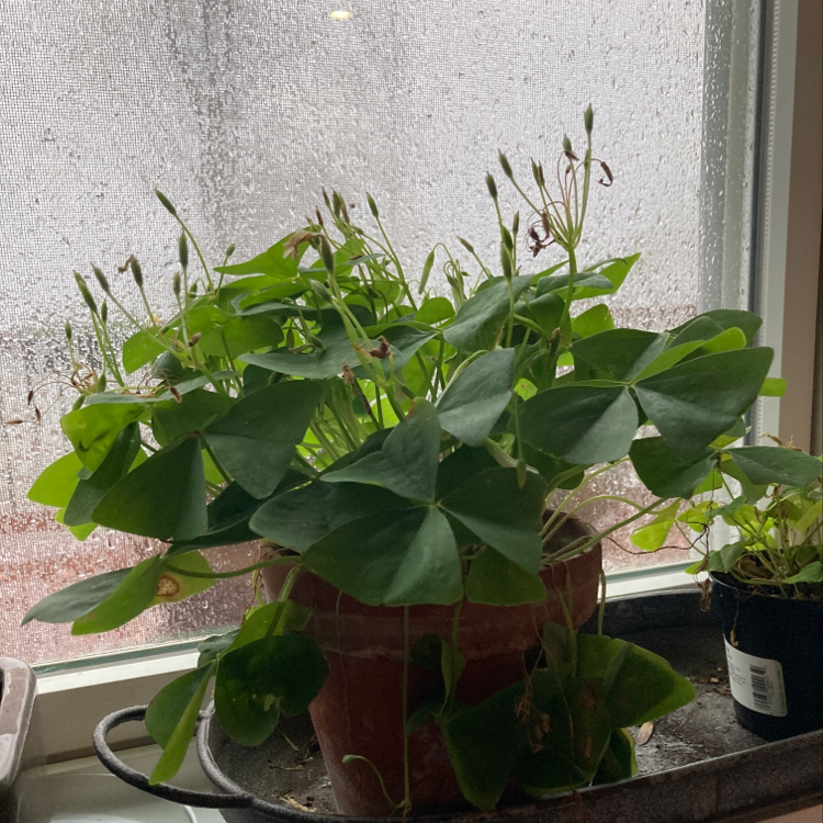 A healthy potted Purple Shamrock plant with large green leaves that have a slight purple tint, photographed indoors.