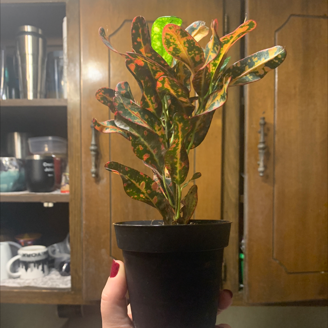 Vibrant, healthy Croton 'Petra' plant with colorful patterned leaves held in hands in front of glass cabinet doors.