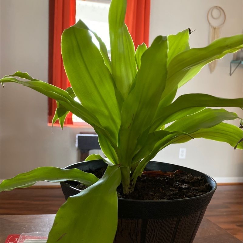 Photo of the plant species Dendrobium Hawaii Spectacular by Taylor named Sol on Greg, the plant care app