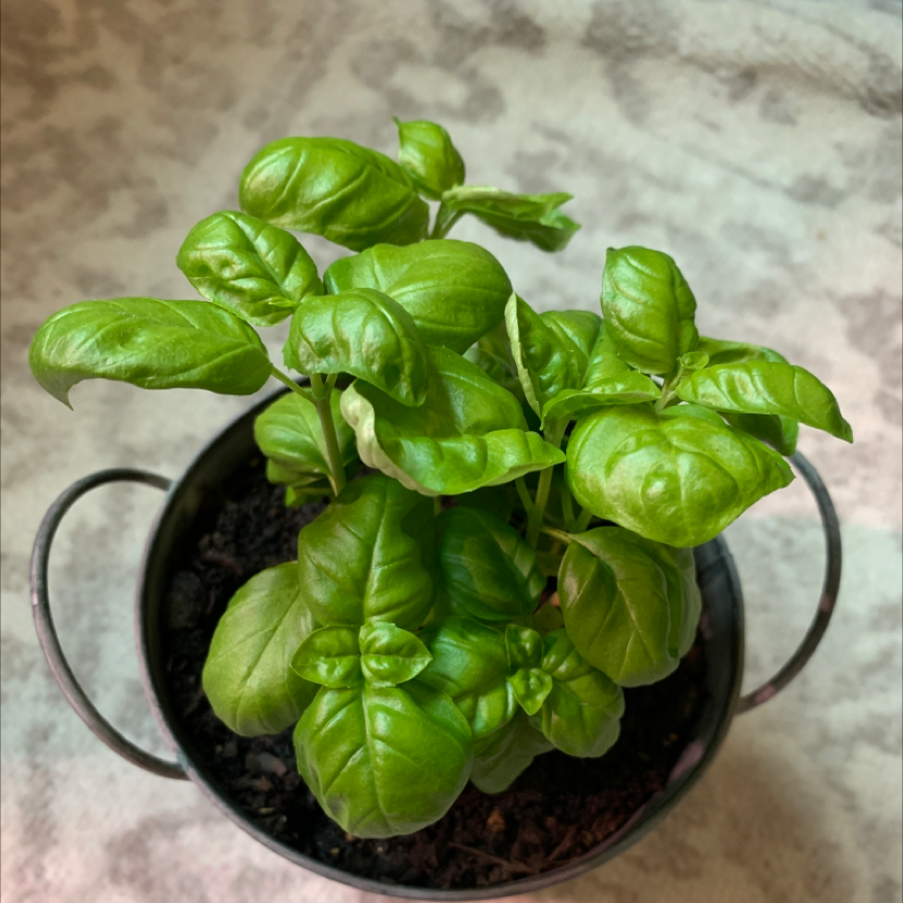 Sweet Basil plant in a small pot with vibrant green leaves.