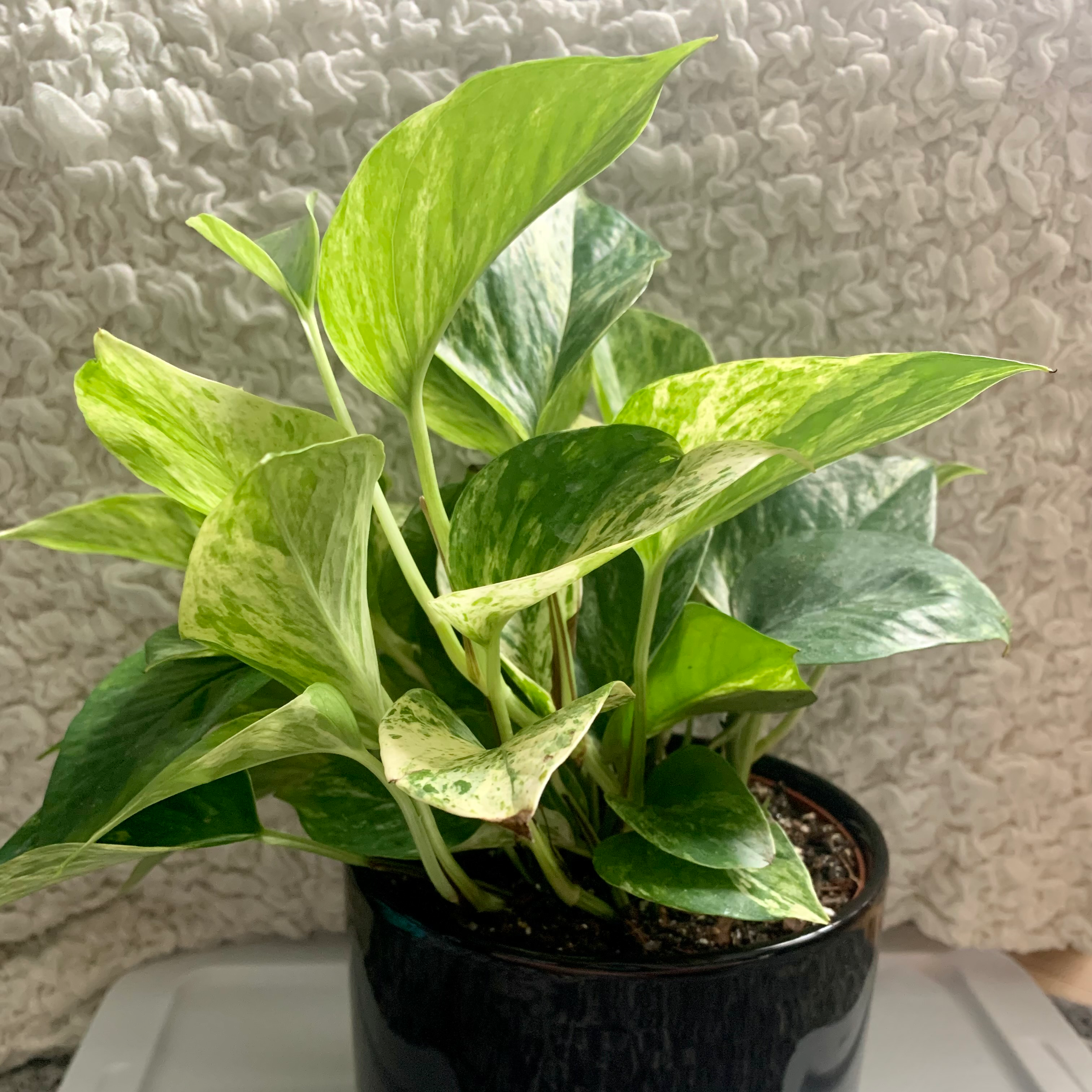 Marble Queen Pothos plant in a black pot with vibrant green and white variegated leaves.