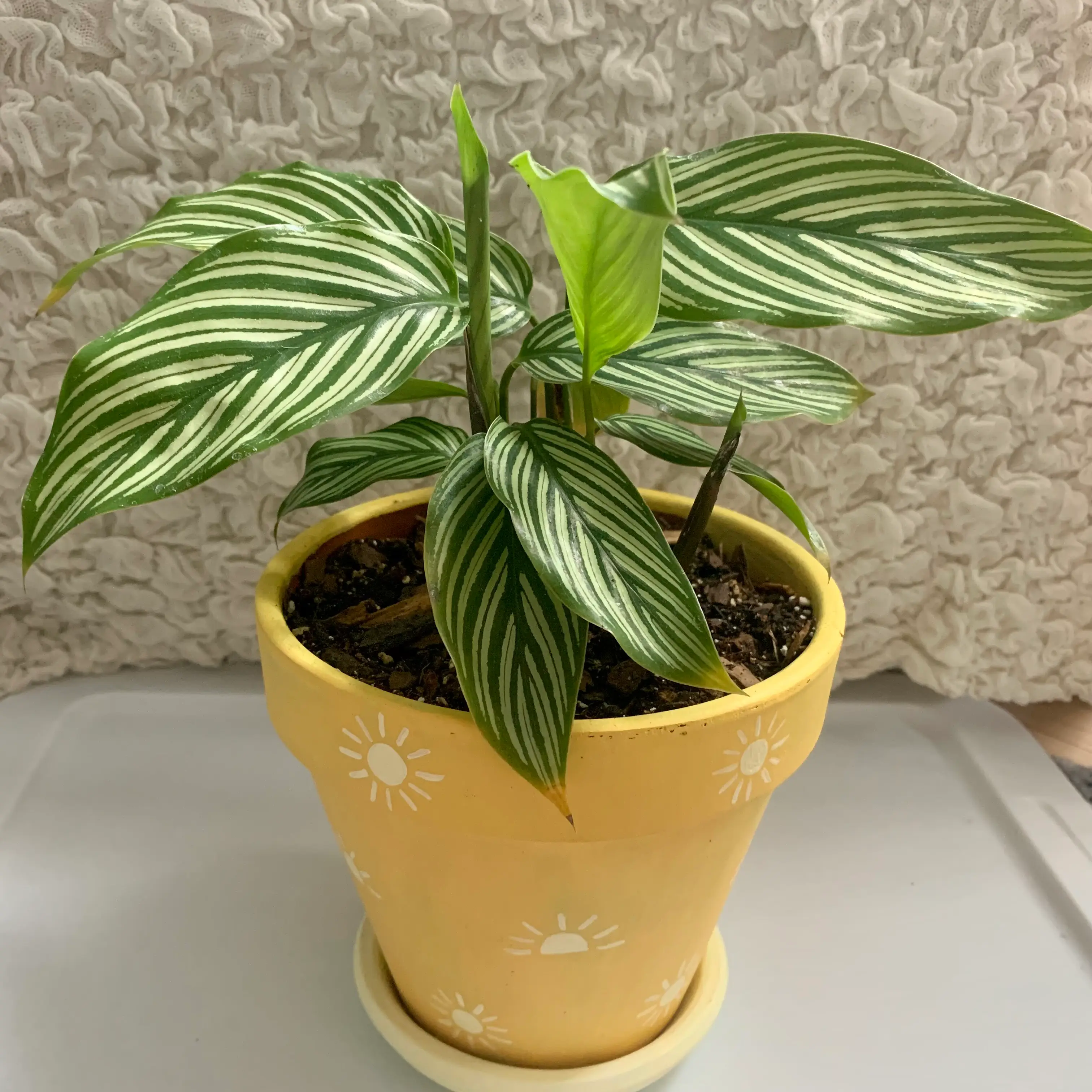 Calathea Vittata plant in a yellow pot with sun designs, healthy green leaves with white stripes.