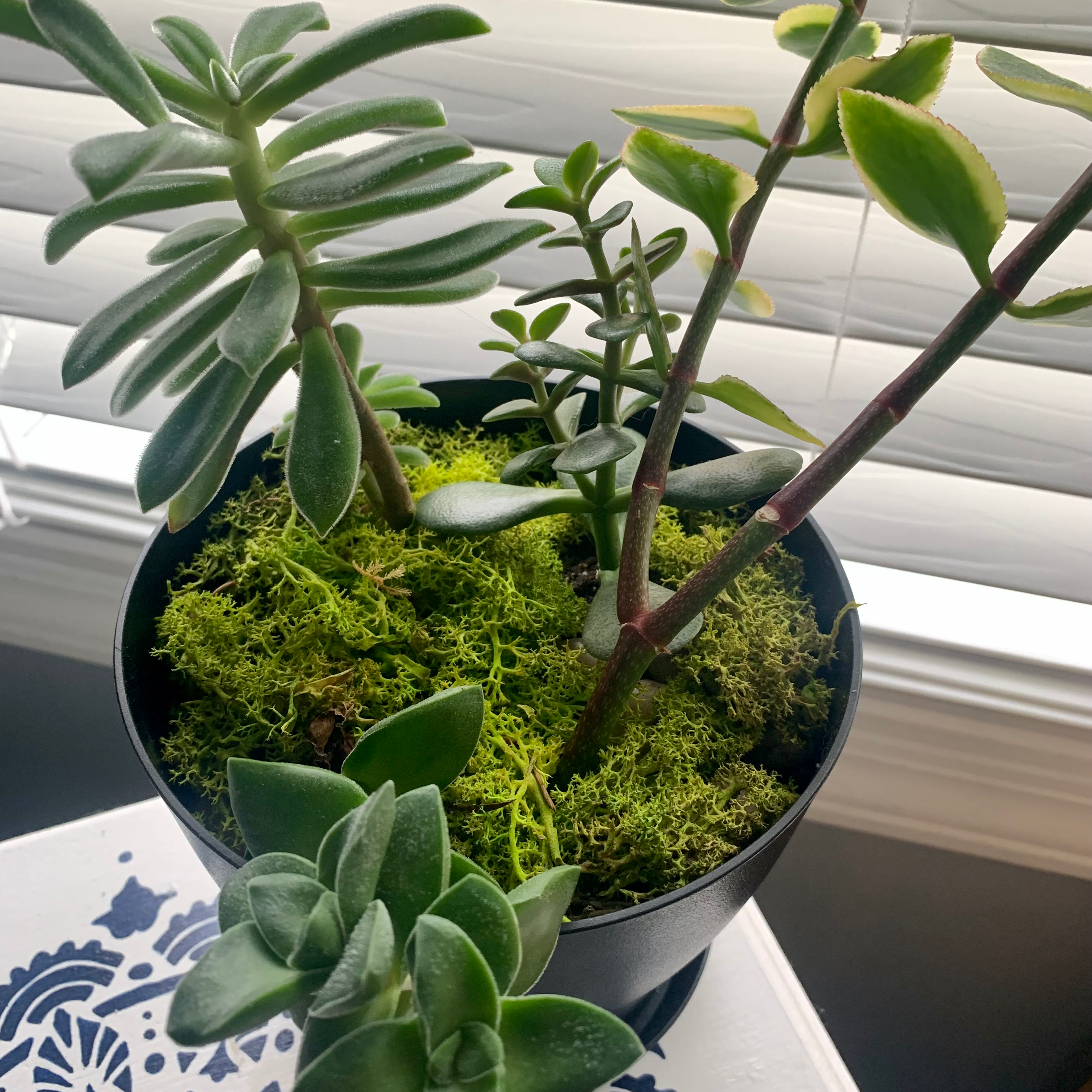 Potted Jade plant with multiple stems and moss-covered soil, well-lit and healthy.