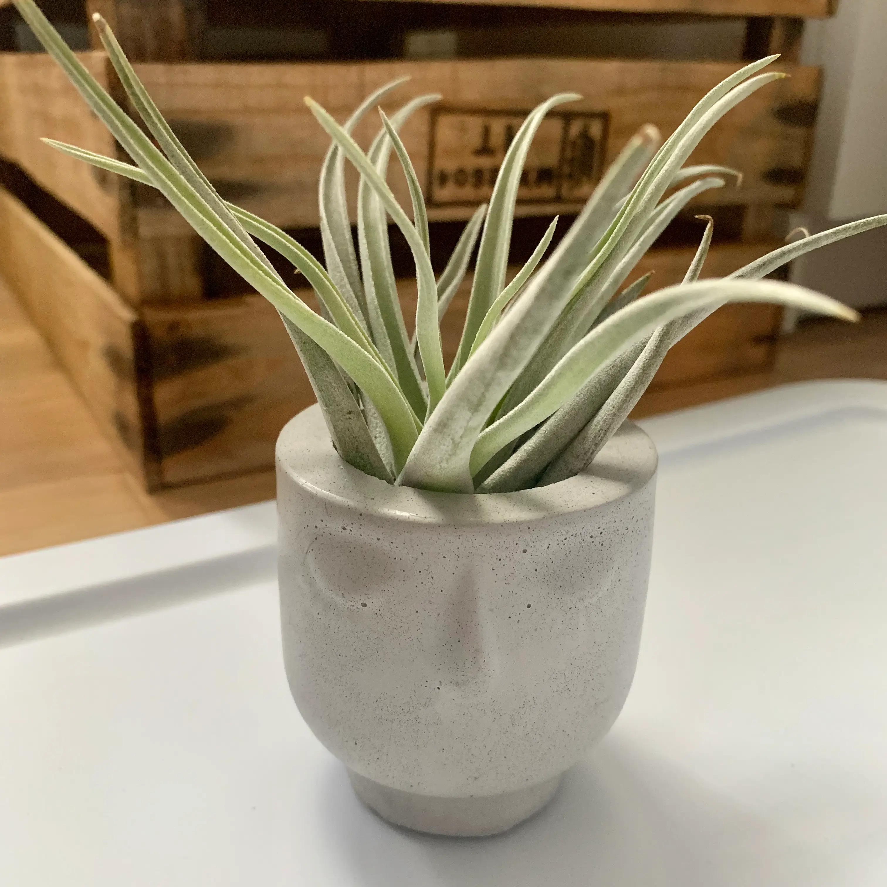 Healthy potted Blushing Bride air plant with long, curving silvery green leaves in a gray pot on a wooden surface.