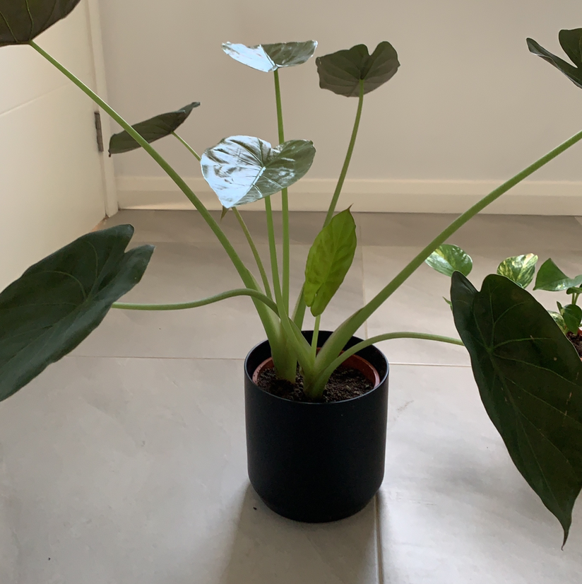 Potted Alocasia nebula 'Imperialis' with large, dark green leaves. Soil visible.