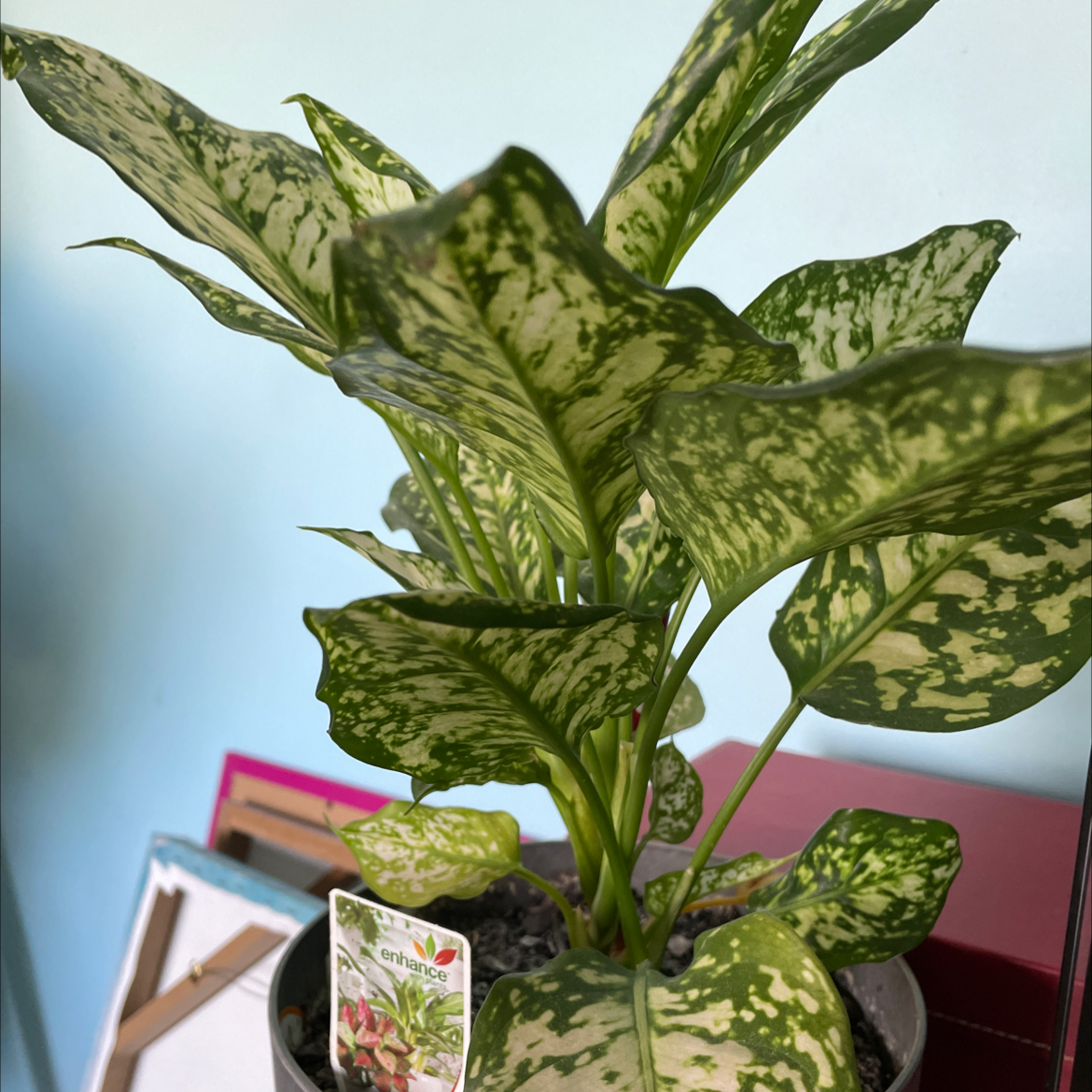 Photo of the plant species Aglaonema 'Ernesto's Favorite' by Louise named Delilah on Greg, the plant care app