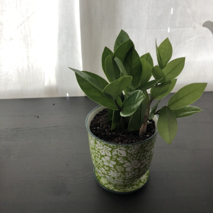 Zamioculcas Zamiifolia plant photo by @plantsareawesome named sage on Greg, the plant care app.