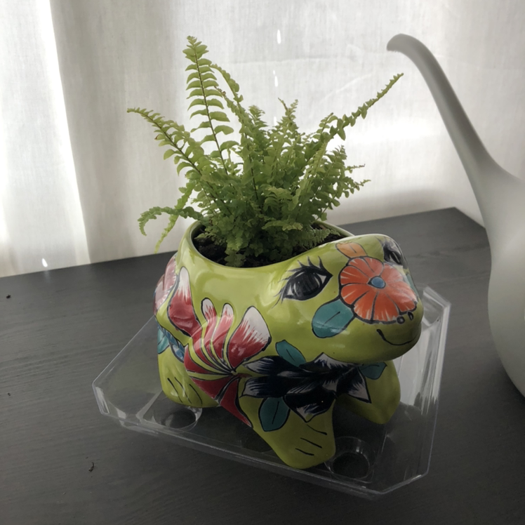Boston Fern plant photo by @plantsareawesome named lovie on Greg, the plant care app.