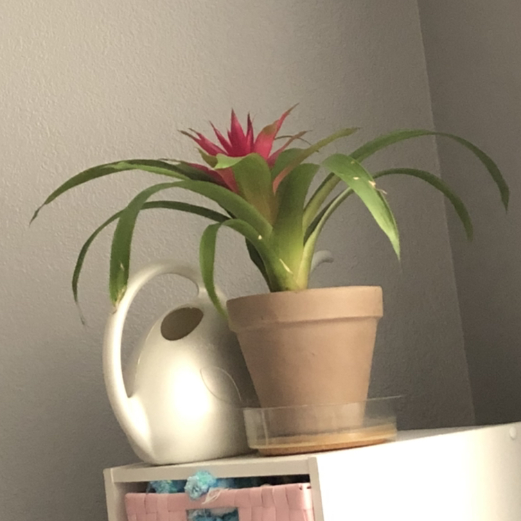 Droophead Tufted Airplant plant photo by @plantsareawesome named Iris on Greg, the plant care app.