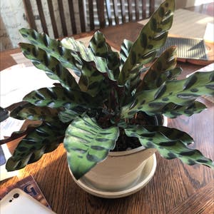 Rattlesnake Plant plant photo by @plantsareawesome named fiona on Greg, the plant care app.