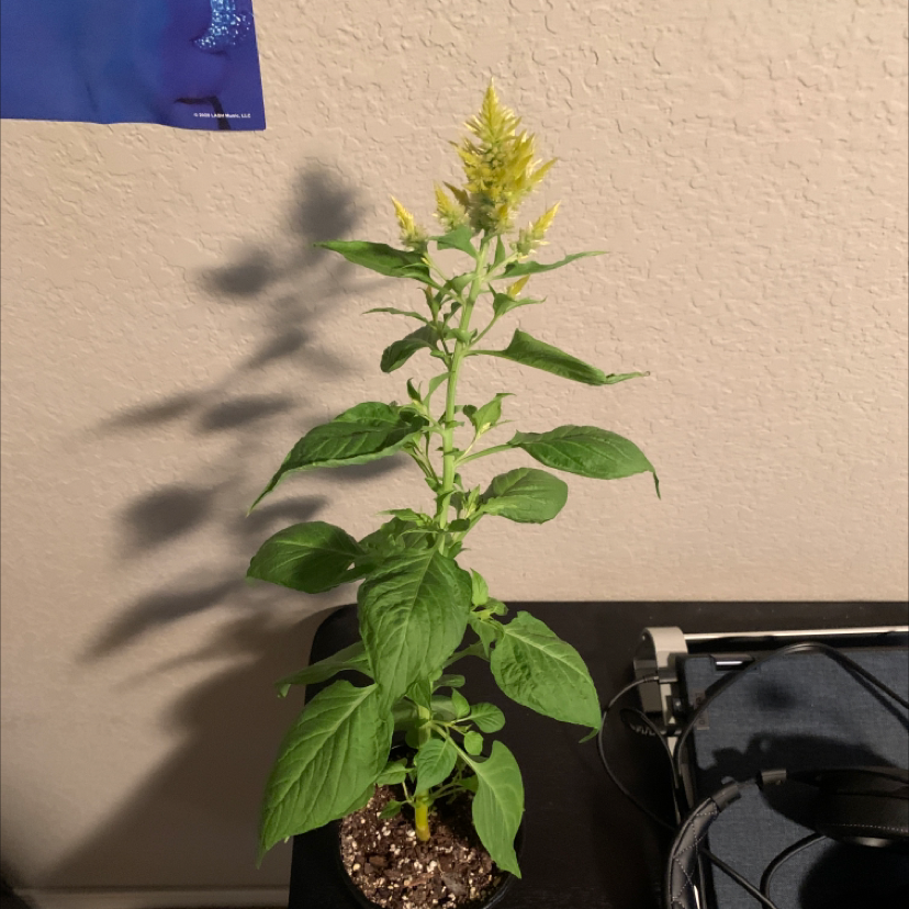 Healthy young cockscomb plant with lush green foliage growing in a small pot, casting a shadow on the wall behind it.