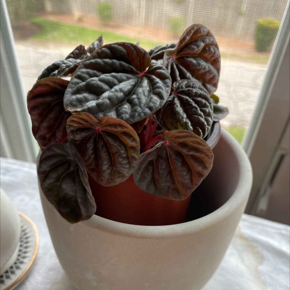 Photo of the plant species Red Luna Peperomia by @MZSilk named Luna on Greg, the plant care app