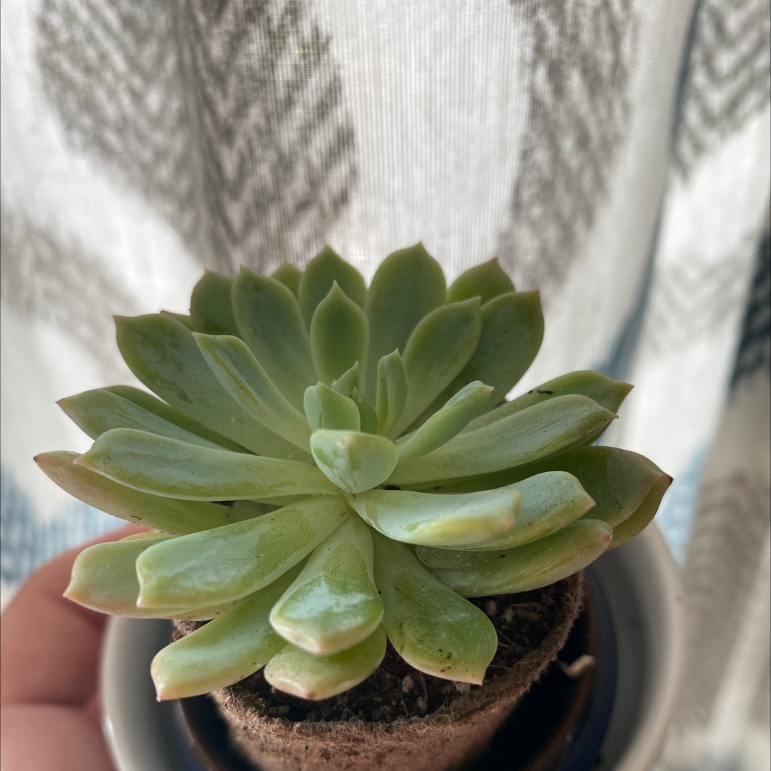 Photo of the plant species Prolific Echeveria by @MZSilk named Budd on Greg, the plant care app