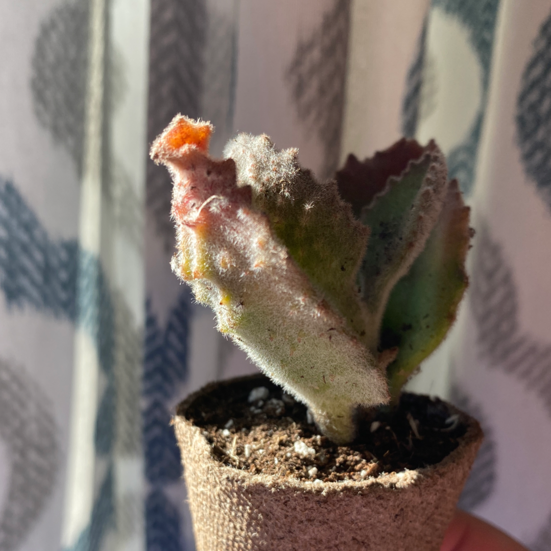 Felt Bush plant in a pot with fuzzy leaves showing discoloration, including browning and yellowing.