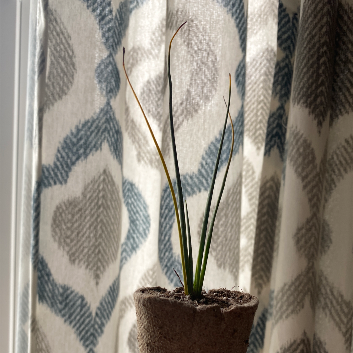 Engelmann's false yucca plant in a small pot with some browning leaf tips.