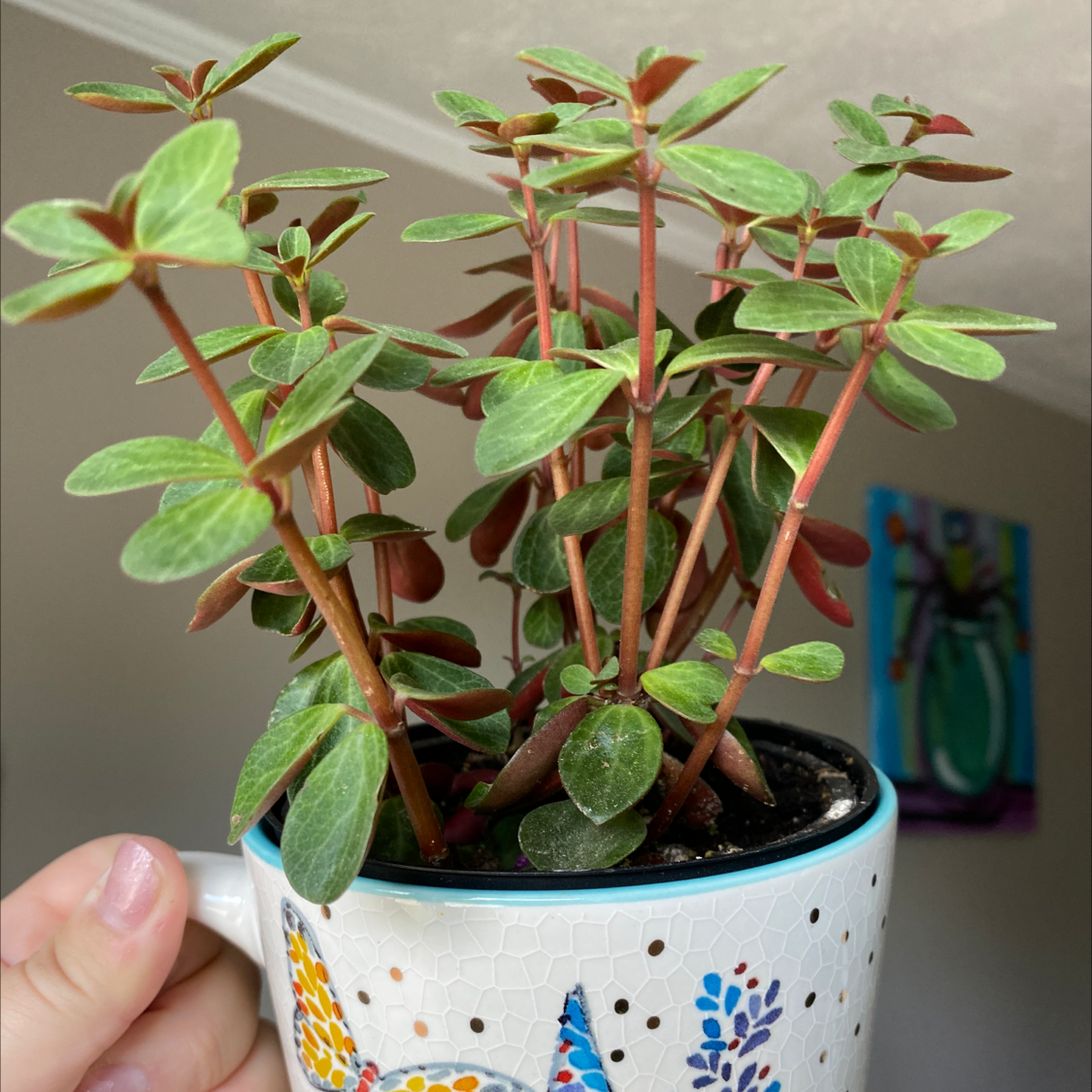 Peperomia Red Log plant in a decorative pot, held by a hand.