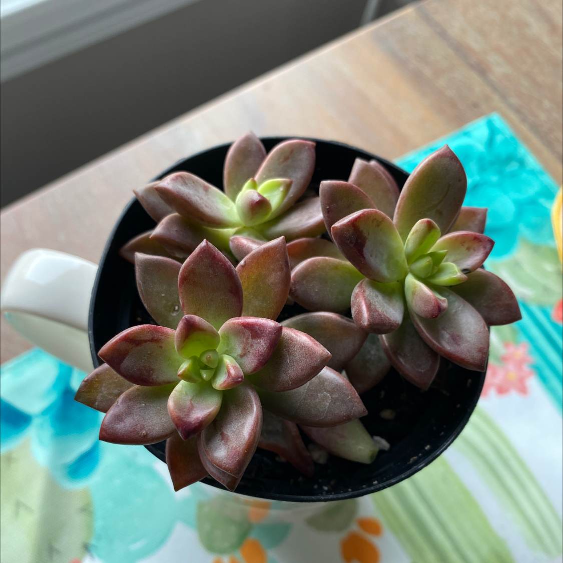 Photo of the plant species Graptosedum 'Alpenglow' by @MZSilk named Lime Rickey on Greg, the plant care app