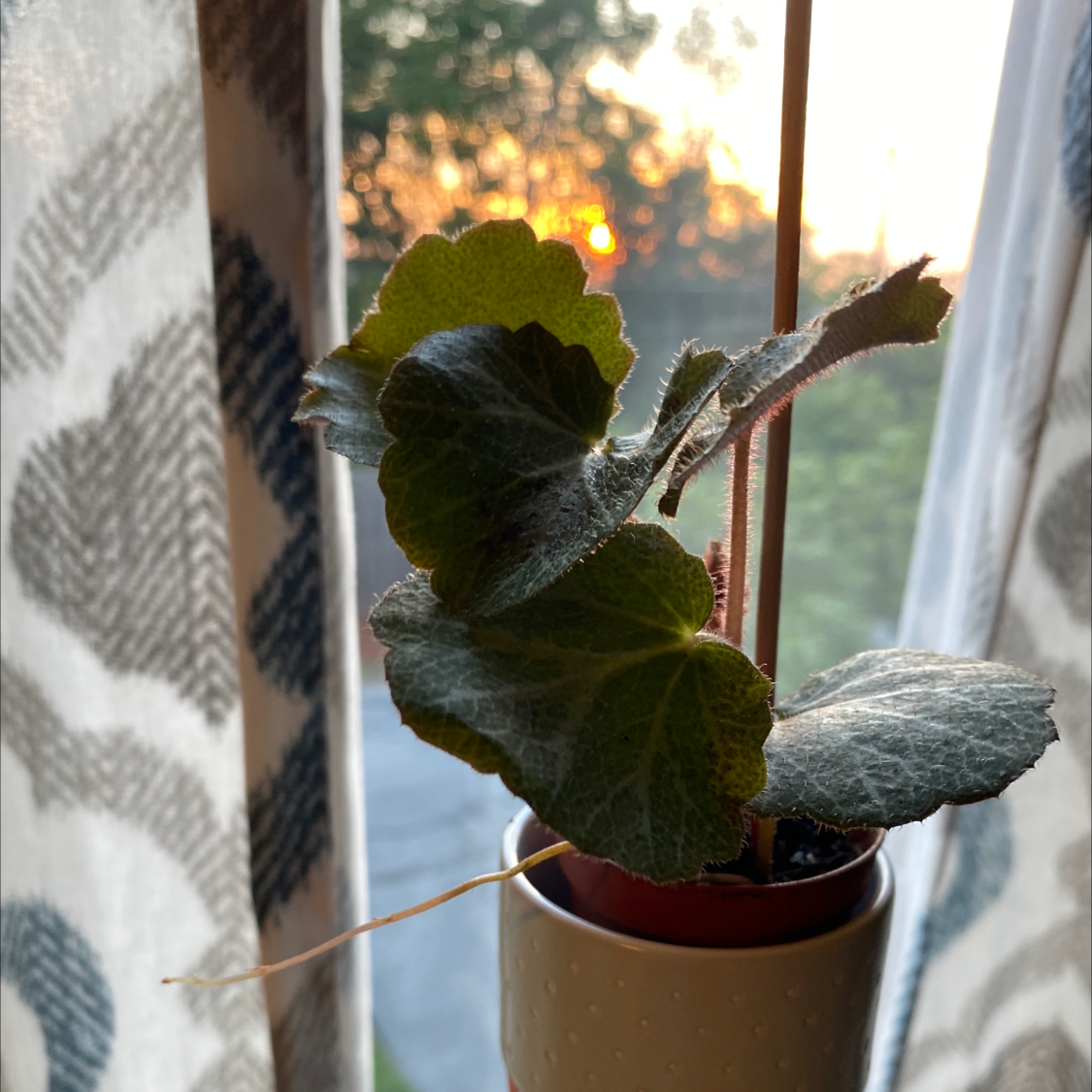 Strawberry Begonia plant near a window with sunlight in the background.