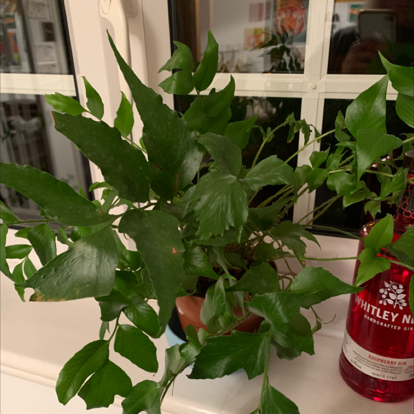 Photo of the plant species House Holly-Fern by @laurenshaws named joan on Greg, the plant care app
