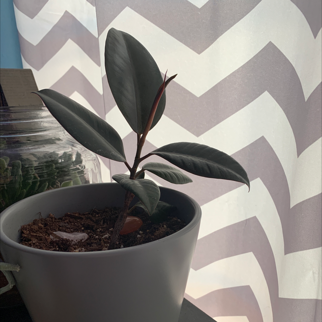 Rubber Plant plant photo by @beanz named darwin on Greg, the plant care app.