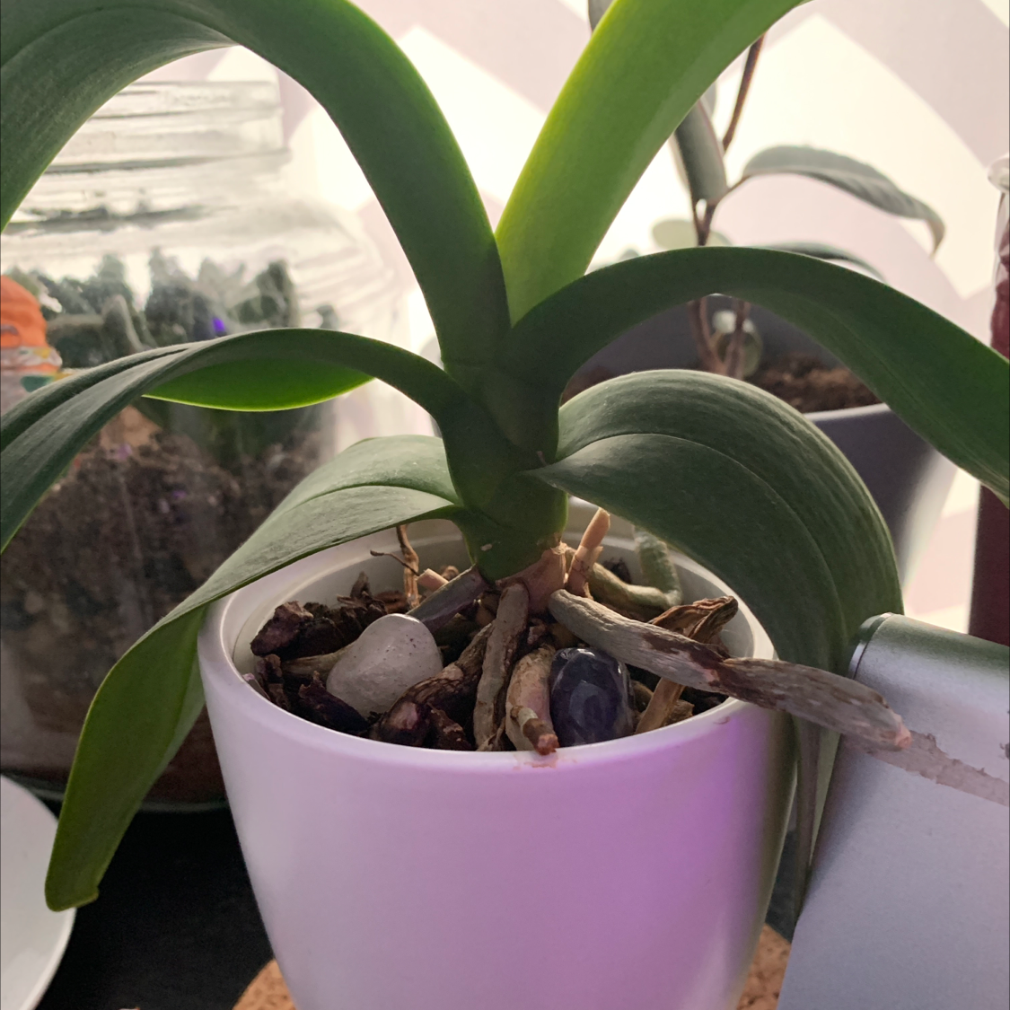 Phalaenopsis Orchid plant photo by @beanz named opal on Greg, the plant care app.