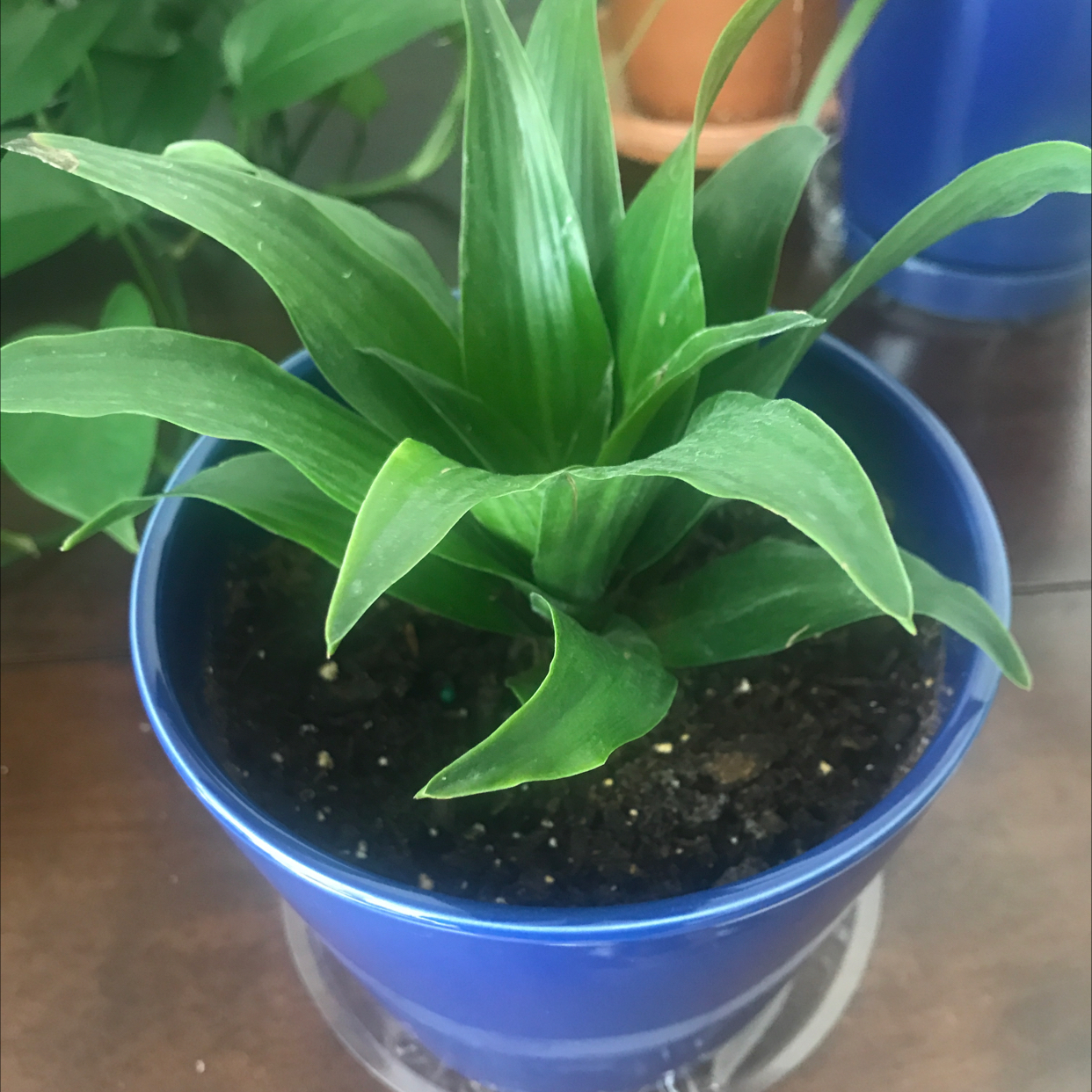 Basket Plant in a blue pot with healthy green leaves and visible soil.