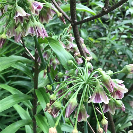Photo of the plant species Allium siculum by Pat named Your plant on Greg, the plant care app